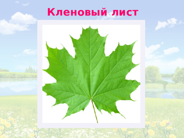Кленовый лист