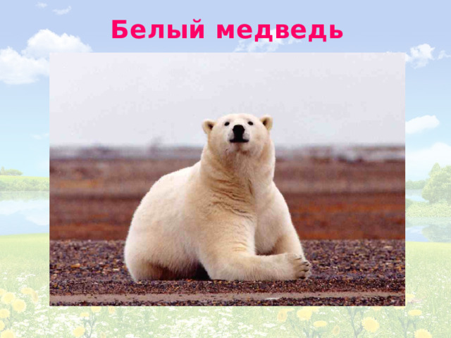 Белый медведь