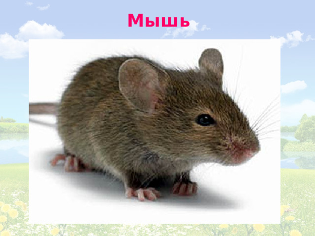 Мышь