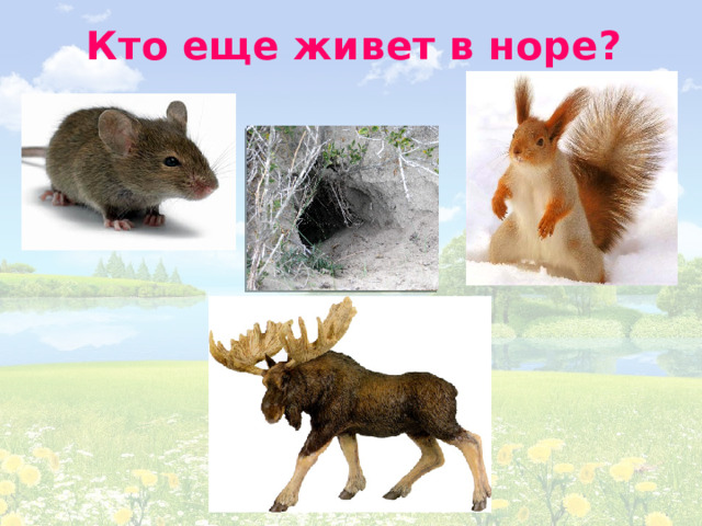 Кто еще живет в норе?