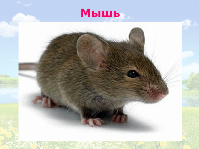 Мышь