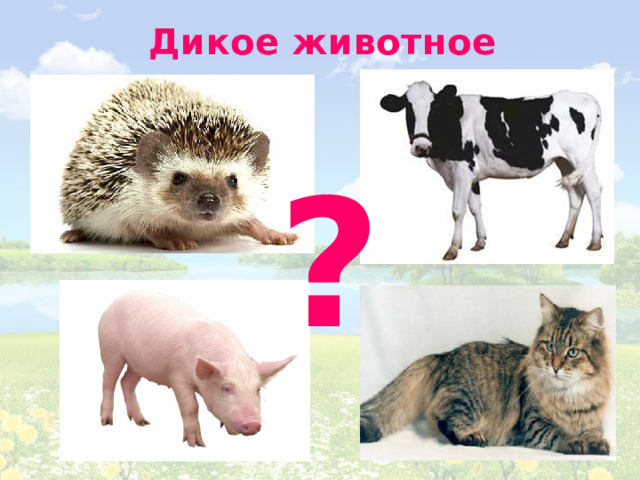 Дикое животное ?