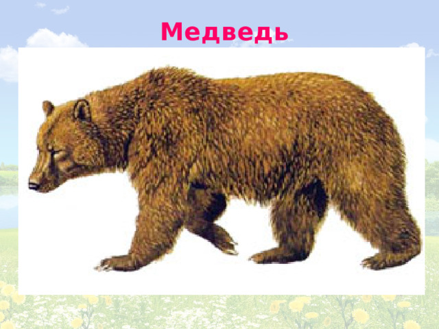 Медведь