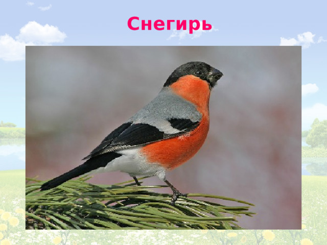 Снегирь