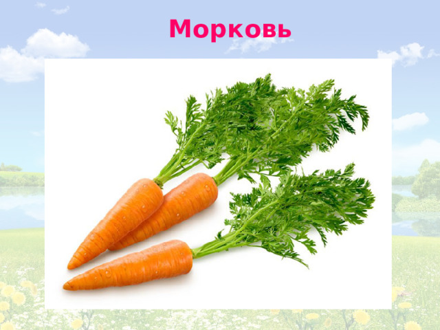 Морковь