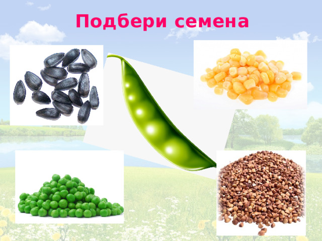 Подбери семена