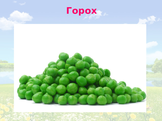 Горох