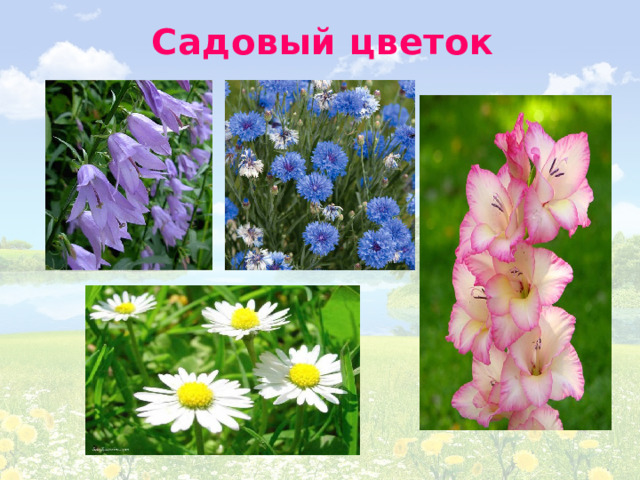 Садовый цветок