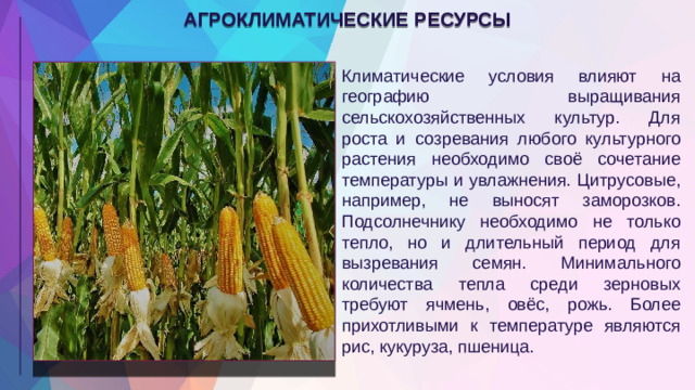 АГРОКЛИМАТИЧЕСКИЕ РЕСУРСЫ Климатические условия влияют на географию выращивания сельскохозяйственных культур. Для роста и созревания любого культурного растения необходимо своё сочетание температуры и увлажнения. Цитрусовые, например, не выносят заморозков. Подсолнечнику необходимо не только тепло, но и длительный период для вызревания семян. Минимального количества тепла среди зерновых требуют ячмень, овёс, рожь. Более прихотливыми к температуре являются рис, кукуруза, пшеница.