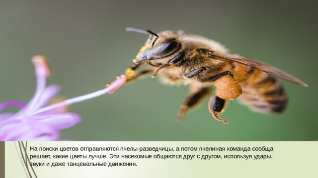 На поиски цветов отправляются пчелы-разведчицы, а потом пчелиная команда сообща решает, какие цветы лучше. Эти насекомые общаются друг с другом, используя удары, звуки и даже танцевальные движения.