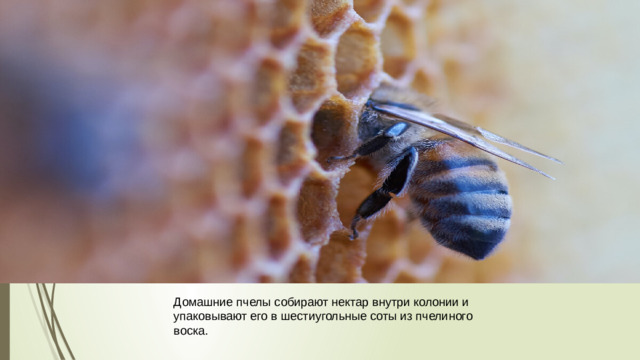 Домашние пчелы собирают нектар внутри колонии и упаковывают его в шестиугольные соты из пчелиного воска.