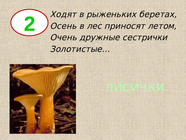 Ходят в рыженьких беретах, Осень в лес приносят летом, Очень дружные сестрички Золотистые… 2 лисички