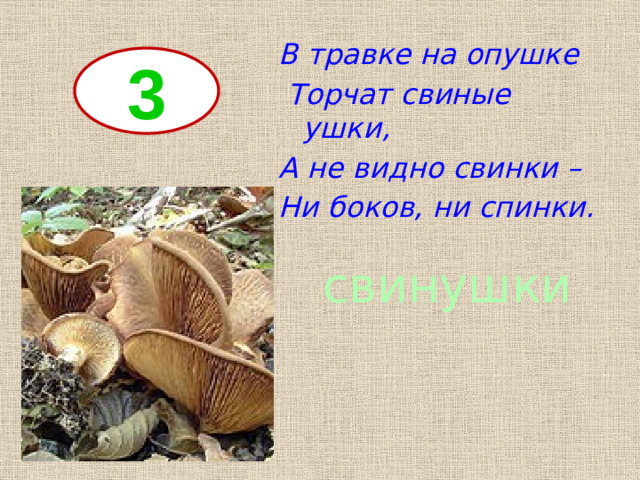 В травке на опушке  Торчат свиные ушки, А не видно свинки – Ни боков, ни спинки. 3 свинушки