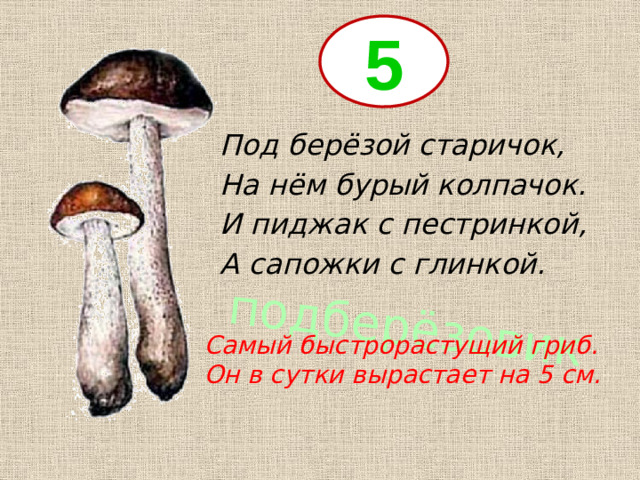 подберёзовик 5 Под берёзой старичок, На нём бурый колпачок. И пиджак с пестринкой, А сапожки с глинкой. Самый быстрорастущий гриб. Он в сутки вырастает на 5 см.