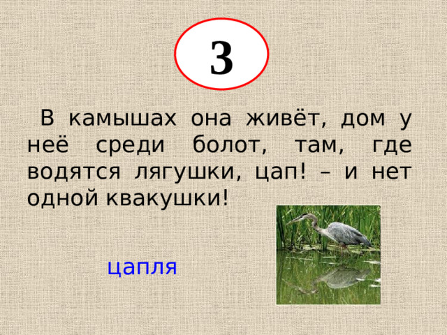 3  В камышах она живёт, дом у неё среди болот, там, где водятся лягушки, цап! – и нет одной квакушки! цапля