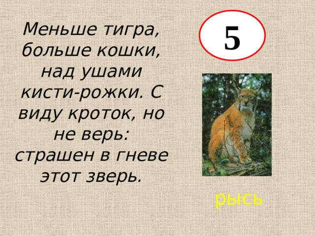 5 Меньше тигра, больше кошки, над ушами кисти-рожки. С виду кроток, но не верь: страшен в гневе этот зверь. рысь