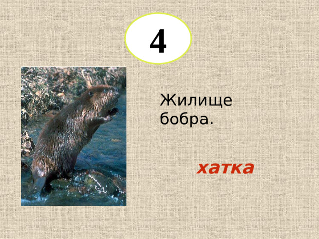 4 Жилище бобра. хатка