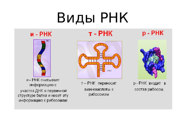 Виды РНК