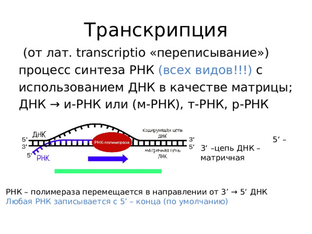 Транскрипция   (от лат. transcriptio «переписывание»)  процесс синтеза РНК (всех видов!!!) с использованием ДНК в качестве матрицы; ДНК → и-РНК или (м-РНК), т-РНК, р-РНК  5‘ –цепь ДНК -смысловая 3‘ –цепь ДНК – матричная РНК – полимераза перемещается в направлении от 3’ → 5‘ ДНК Любая РНК записывается с 5’ – конца (по умолчанию)