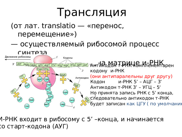Трансляция (от лат. translatio — «перенос, перемещение») — осуществляемый рибосомой процесс синтеза белка из аминокислот на матрице и-РНК (м-РНК).   Антикодон т-РНК комплементарен кодону и-РНК (они антипаралельны друг другу) Кодон и-РНК 5’ – АЦГ – 3‘ Антикодон т-РНК 3’ – УГЦ – 5‘ Но принята запись РНК с 5’ конца, следовательно антикодон т-РНК будет записан как ЦГУ ( по умолчанию) И-РНК входит в рибосому с 5’ –конца, и начинается со старт-кодона (АУГ)