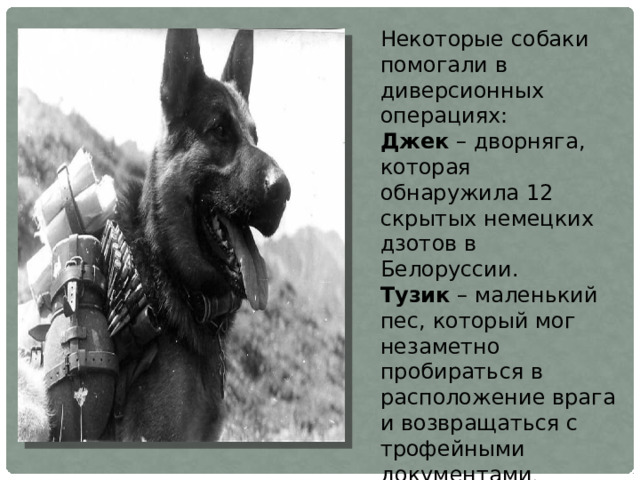 Некоторые собаки помогали в диверсионных операциях: Джек – дворняга, которая обнаружила 12 скрытых немецких дзотов в Белоруссии. Тузик – маленький пес, который мог незаметно пробираться в расположение врага и возвращаться с трофейными документами .