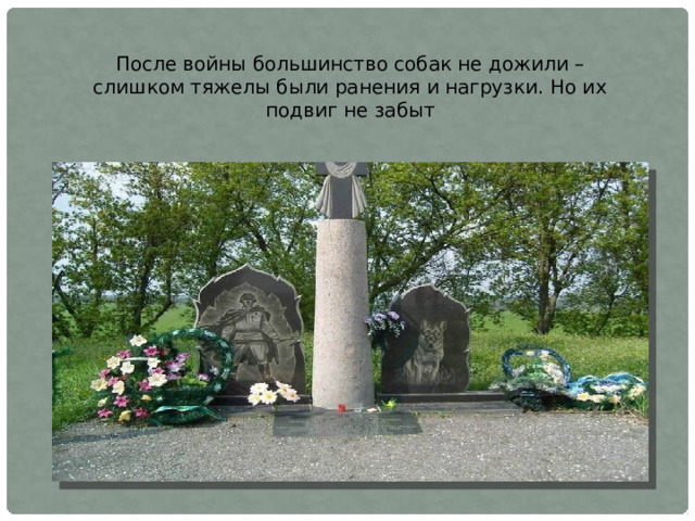 После войны большинство собак не дожили – слишком тяжелы были ранения и нагрузки. Но их подвиг не забыт