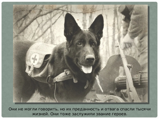 Они не могли говорить, но их преданность и отвага спасли тысячи жизней. Они тоже заслужили звание героев.