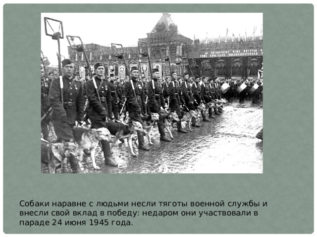 Собаки наравне с людьми несли тяготы военной службы и внесли свой вклад в победу: недаром они участвовали в параде 24 июня 1945 года.