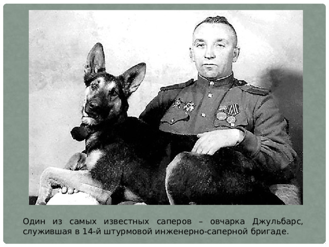 Один из самых известных саперов – овчарка Джульбарс, служившая в 14-й штурмовой инженерно-саперной бригаде.
