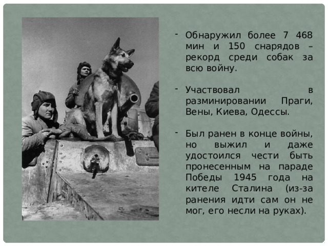 Обнаружил более 7 468 мин и 150 снарядов – рекорд среди собак за всю войну. Участвовал в разминировании Праги, Вены, Киева, Одессы. Был ранен в конце войны, но выжил и даже удостоился чести быть пронесенным на параде Победы 1945 года на кителе Сталина (из-за ранения идти сам он не мог, его несли на руках).