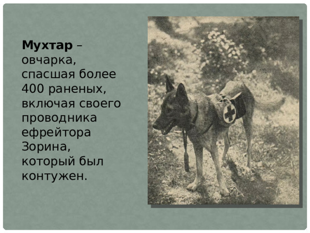 Мухтар – овчарка, спасшая более 400 раненых, включая своего проводника ефрейтора Зорина, который был контужен.