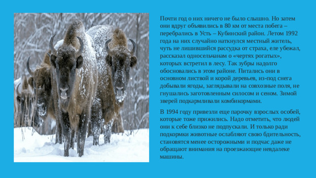 Почти год о них ничего не было слышно. Но затем они вдруг объявились в 80 км от места побега – перебрались в Усть – Кубинский район. Летом 1992 года на них случайно наткнулся местный житель, чуть не лишившийся рассудка от страха, еле убежал, рассказал односельчанам о «чертях рогатых», которых встретил в лесу. Так зубры надолго обосновались в этом районе. Питались они в основном листвой и корой деревьев, из-под снега добывали ягоды, заглядывали на совхозные поля, не гнушались заготовленным силосом и сеном. Зимой зверей подкармливали комбикормами. В 1994 году привезли еще парочку взрослых особей, которые тоже прижились. Надо отметить, что людей они к себе близко не подпускали. И только ради подкормки животные ослабляют свою бдительность, становятся менее осторожными и подчас даже не обращают внимания на проезжающие невдалеке машины.