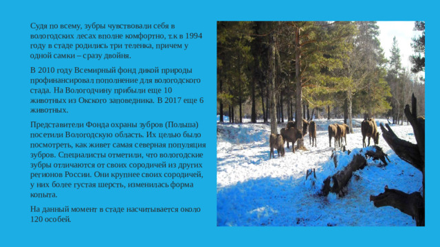 Судя по всему, зубры чувствовали себя в вологодских лесах вполне комфортно, т.к в 1994 году в стаде родились три теленка, причем у одной самки – сразу двойня. В 2010 году Всемирный фонд дикой природы профинансировал пополнение для вологодского стада. На Вологодчину прибыли еще 10 животных из Окского заповедника. В 2017 еще 6 животных. Представители Фонда охраны зубров (Польша) посетили Вологодскую область. Их целью было посмотреть, как живет самая северная популяция зубров. Специалисты отметили, что вологодские зубры отличаются от своих сородичей из других регионов России. Они крупнее своих сородичей, у них более густая шерсть, изменилась форма копыта. На данный момент в стаде насчитывается около 120 особей.