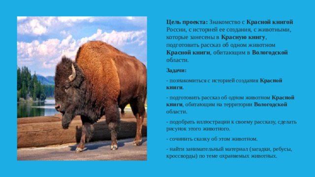 Цель проекта: Знакомство с Красной книгой России, с историей ее создания, с животными, которые занесены в Красную книгу , подготовить рассказ об одном животном Красной книги , обитающим в Вологодской области. Задачи: - познакомиться с историей создания Красной книги . - подготовить рассказ об одном животном Красной книги , обитающим на территории Вологодской области. - подобрать иллюстрации к своему рассказу, сделать рисунок этого животного. - сочинить сказку об этом животном. - найти занимательный материал (загадки, ребусы, кроссворды) по теме охраняемых животных.