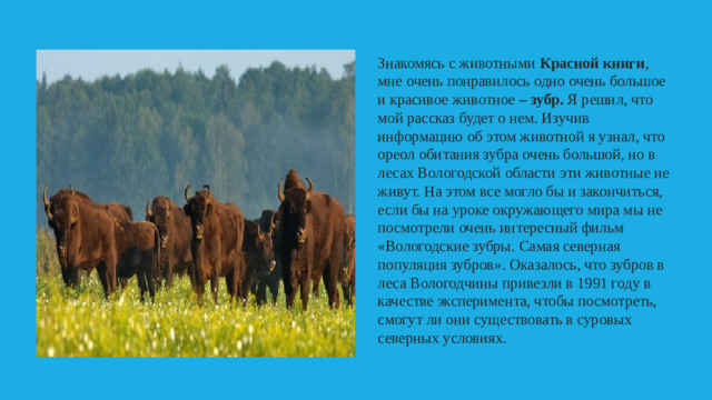 Знакомясь с животными Красной книги , мне очень понравилось одно очень большое и красивое животное – зубр. Я решил, что мой рассказ будет о нем. Изучив информацию об этом животной я узнал, что ореол обитания зубра очень большой, но в лесах Вологодской области эти животные не живут. На этом все могло бы и закончиться, если бы на уроке окружающего мира мы не посмотрели очень интересный фильм «Вологодские зубры. Самая северная популяция зубров». Оказалось, что зубров в леса Вологодчины привезли в 1991 году в качестве эксперимента, чтобы посмотреть, смогут ли они существовать в суровых северных условиях.