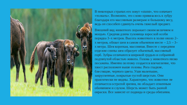 В некоторых странах его зовут «stumt», что означает «толкать». Возможно, это слово привязалось к зубру благодаря его массивным размерам и большому весу, ведь он способен сдвинуть очень тяжелый предмет. Внешний вид животного поражает своим величием и мощью. Средняя длина туловища взрослой особи порядка 3–х метров. Высота животного в холке около 2–х метров, обхват шеи в самом объемном месте – 2,5 – 3–х метра. Шея короткая, массивная. Вместе с передним отделом спины шея образует объемный, массивный горб. Зубры отличаются широкой грудью и собранной подтянутой областью живота. Голова у животного низко посажена. Именно поэтому создается впечатление, что хвост расположен выше головы. Рога гладкие, блестящие, черного цвета. Уши маленькие, закругленные, покрытые густой шерстью. Они практически не видны. Характерно, что животное не отличается остротой зрения, но обладает отменным обонянием и слухом. Шерсть может быть разной окраски. Все зависит от подвида и среды обитания.