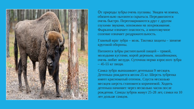О т природы зубры очень пугливы. Увидев человека, обязательно пытаются скрыться. Передвигаются очень быстро. Переговариваются друг с другом глухими звуками, похожими на похрюкивание. Фырканье означает опасность, а многозвучное сопение означает раздражительность. Главный враг зубра – волк. Тактика защиты – занятие круговой обороны. Питаются зубры растительной пищей – травой, молодыми кустами, корой деревьев, лишайниками, очень любят желуди. Суточная норма взрослого зубра – 45-55 кг пищи. Самка зубра вынашивает детеныша 9 месяцев. Детеныш рождается весом 25 кг. Шерсть зубренка имеет красноватый оттенок. Спустя несколько месяцев шерсть становится коричневой. Ходить детеныш начинает через несколько часов после рождения. Самцы зубров живут 25-28 лет, самки на 10 лет дольше самцов.