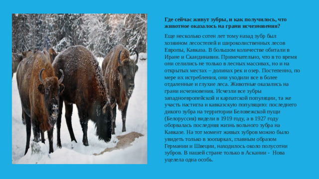 Где сейчас живут зубры, и как получилось, что животное оказалось на грани исчезновения? Еще несколько сотен лет тому назад зубр был хозяином лесостепей и широколиственных лесов Европы, Кавказа. В большом количестве обитали в Иране и Скандинавии. Примечательно, что в то время они селились не только в лесных массивах, но и на открытых местах – долинах рек и озер. Постепенно, по мере их истребления, они уходили все в более отдаленные и глухие леса. Животные оказались на грани исчезновения. Исчезли все зубры западноевропейской и карпатской популяции, та же участь настигла и кавказскую популяцию: последнего дикого зубра на территории Беловежской пущи (Белоруссия) видели в 1919 году, а в 1927 году оборвалась последняя жизнь вольного зубра на Кавказе. На тот момент живых зубров можно было увидеть только в зоопарках, главным образом Германии и Швеции, находилось около полусотни зубров. В нашей стране только в Аскании - Нова уцелела одна особь.