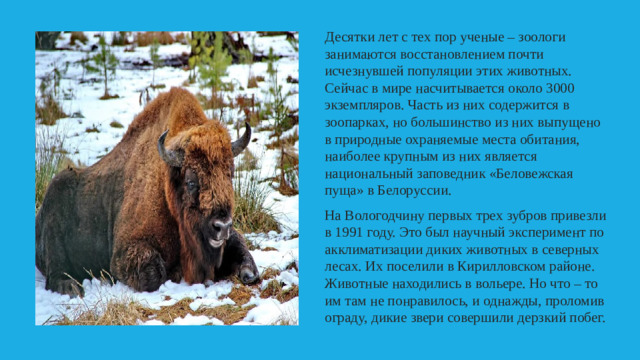 Десятки лет с тех пор ученые – зоологи занимаются восстановлением почти исчезнувшей популяции этих животных. Сейчас в мире насчитывается около 3000 экземпляров. Часть из них содержится в зоопарках, но большинство из них выпущено в природные охраняемые места обитания, наиболее крупным из них является национальный заповедник «Беловежская пуща» в Белоруссии. На Вологодчину первых трех зубров привезли в 1991 году. Это был научный эксперимент по акклиматизации диких животных в северных лесах. Их поселили в Кирилловском районе. Животные находились в вольере. Но что – то им там не понравилось, и однажды, проломив ограду, дикие звери совершили дерзкий побег.
