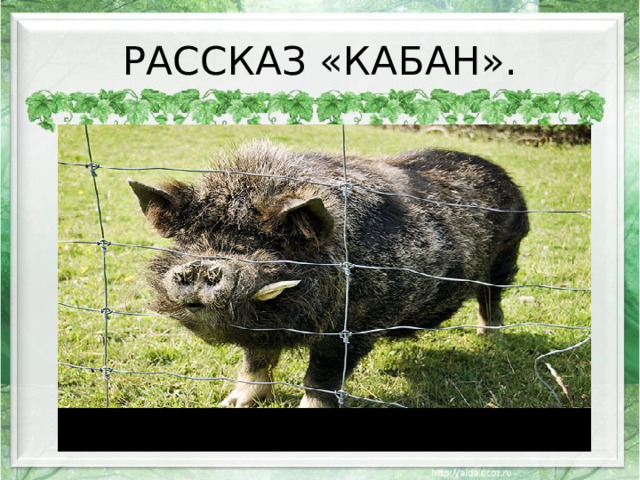 РАССКАЗ «КАБАН».