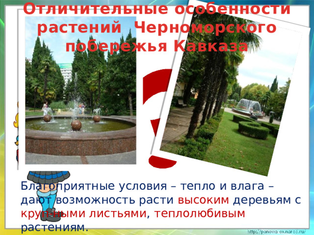 Отличительные особенности растений Черноморского побережья Кавказа  Благоприятные условия – тепло и влага – дают возможность расти высоким деревьям с круп-ными листьями , теплолюбивым растениям.