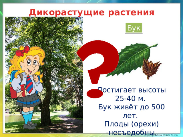 Дикорастущие растения Бук Достигает высоты 25-40 м. Бук живёт до 500 лет. Плоды (орехи) -несъедобны.