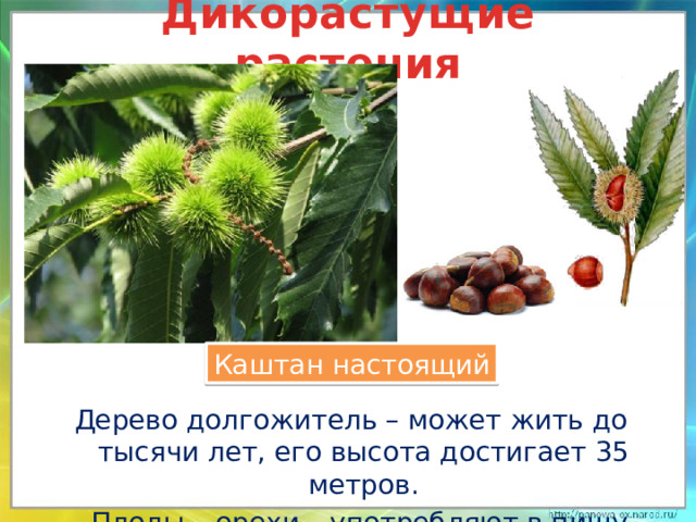 Дикорастущие растения Каштан настоящий Дерево долгожитель – может жить до тысячи лет, его высота достигает 35 метров.  Плоды – орехи – употребляют в пищу.