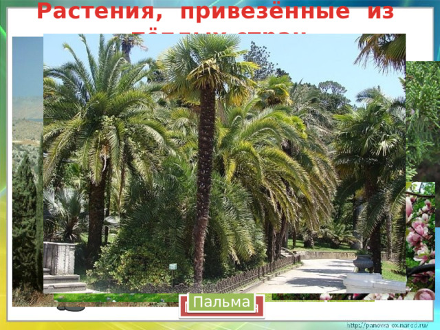Растения, привезённые из тёплых стран Кипарис Пальма Магнолия