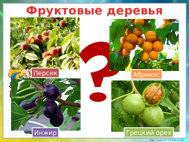 Фруктовые деревья Персик Абрикос Грецкий орех Инжир