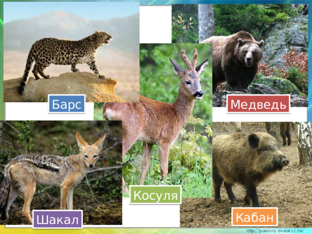 Барс Медведь Косуля Кабан Шакал