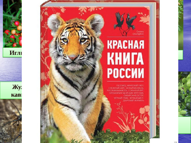 Иглица колхидская Тис ягодный Жужелица кавказская Черноморская афалина Самшит колхидский