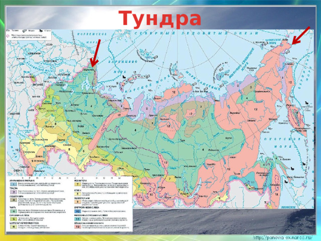 Тундра