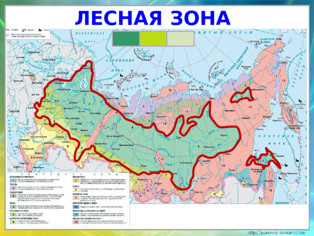 Лесная зона