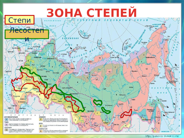 ЗОНА СТЕПЕЙ Степи Лесостепи